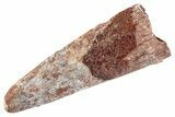 Fossil Pterosaur (Siroccopteryx) Tooth - Morocco #359961-1